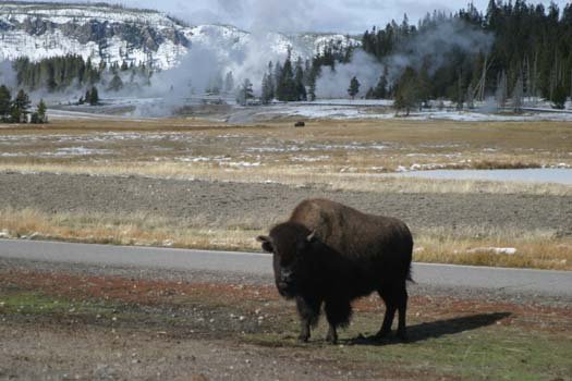 USA WY YellowstoneNP 2004NOV01 OldFaithful 036